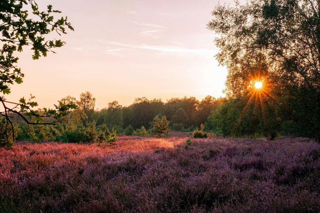 De mooiste natuurgebieden in Nederland