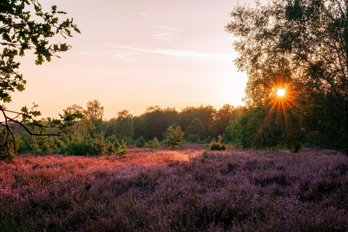 De mooiste natuurgebieden in Nederland