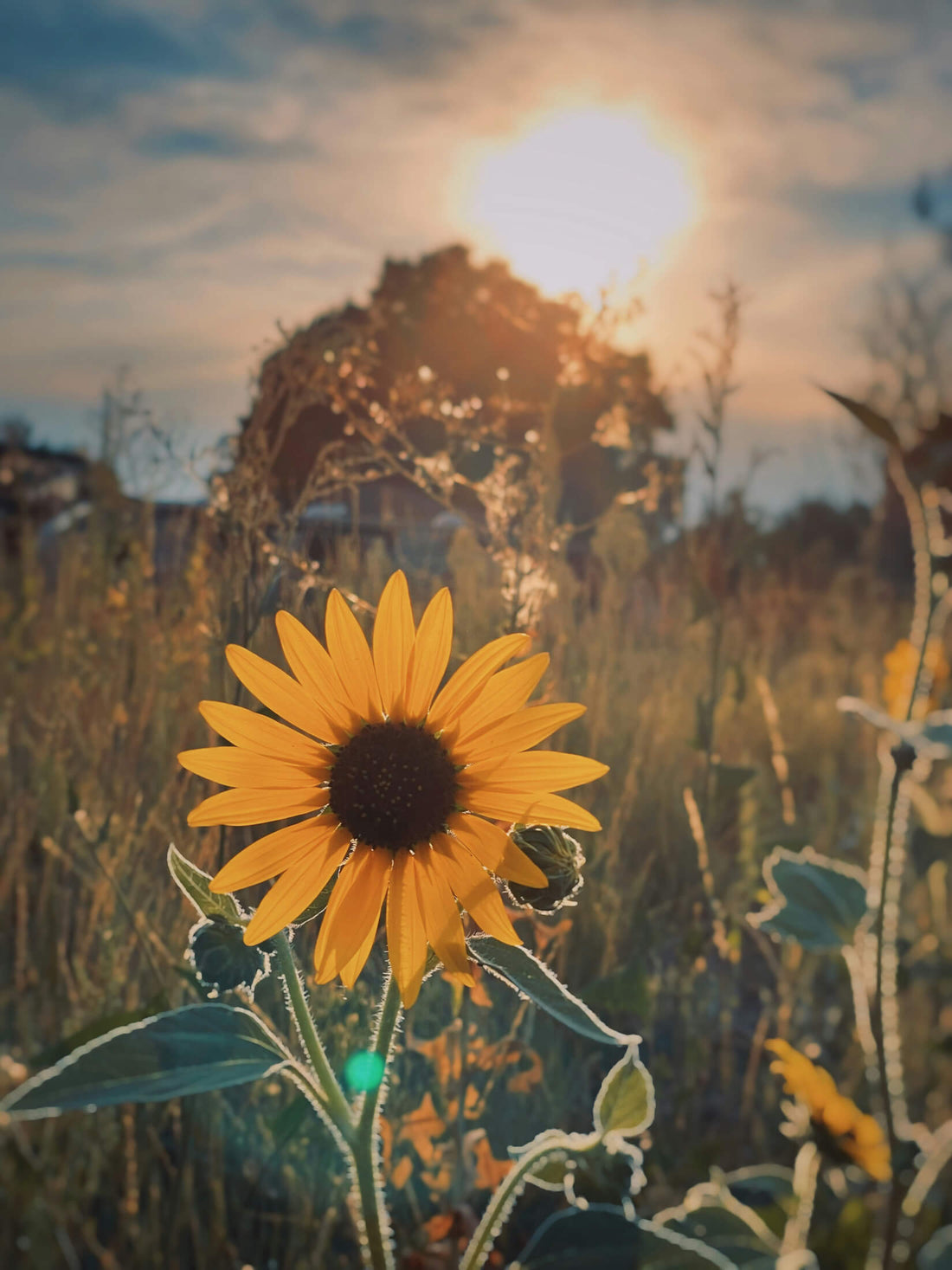 De mooiste bloemen die in de zomer bloeien (en hun betekenis)