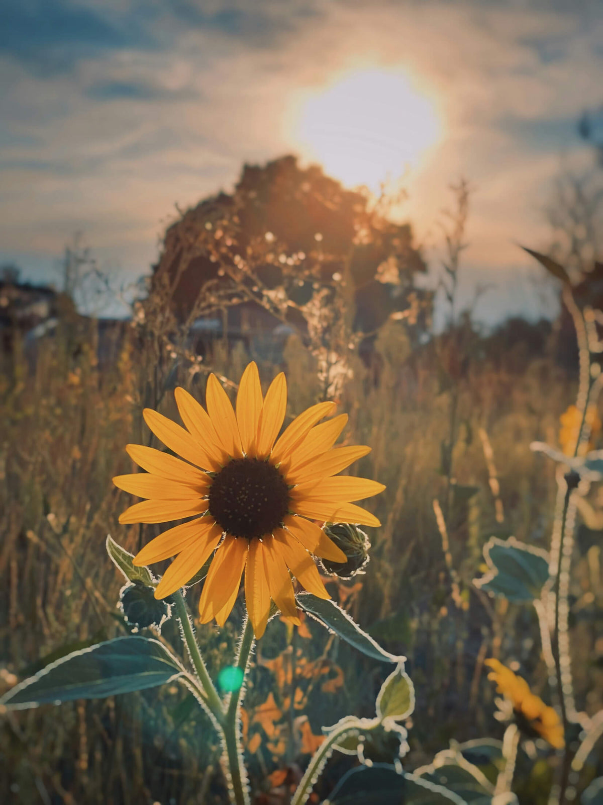 De mooiste bloemen die in de zomer bloeien (en hun betekenis)