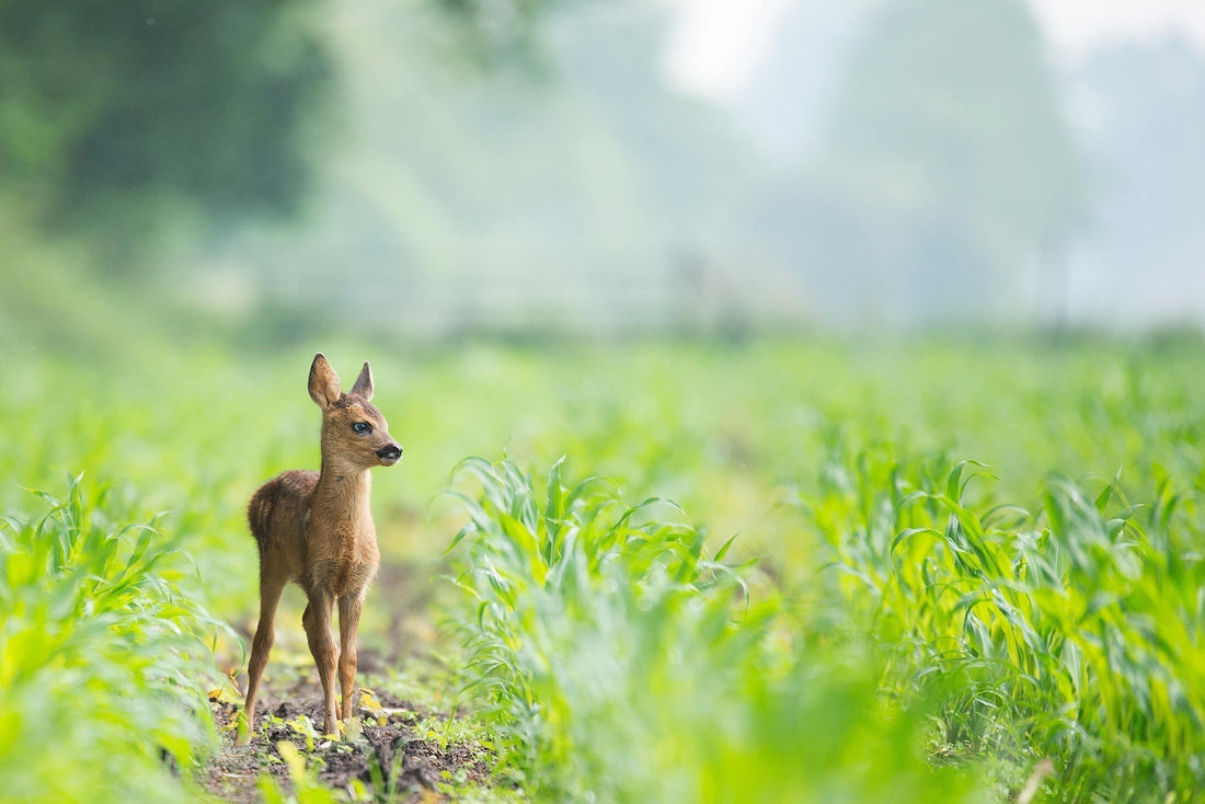 Welke dieren kun je in de zomer spotten in Nederland?