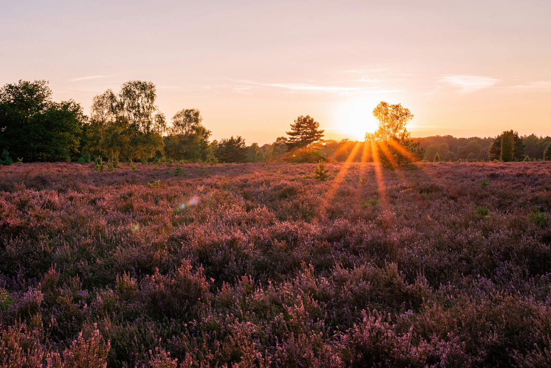 Waarom de gouden uurtjes van de dag zo bijzonder zijn